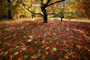 Autumn at Westonbirt, credit Forestry Commission, Westonbirt Arboretum