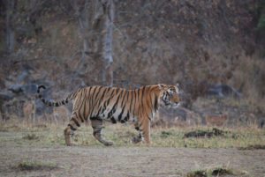 tiger---kanha-national-park---indiaroger-hoyle-photo_6286632322_o