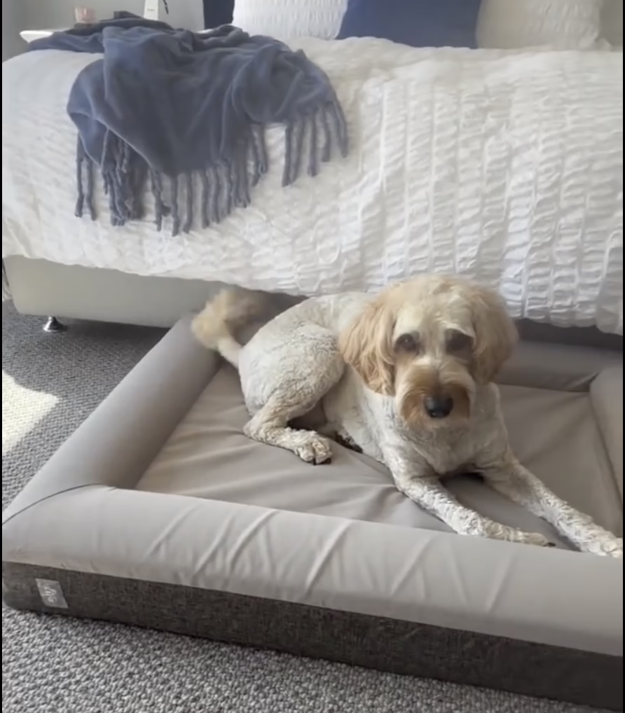 Easter treats that could poison your dog