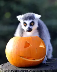 Whipsnade Zoo Boo