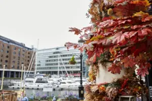 St Katharine Docks Wishing Tree